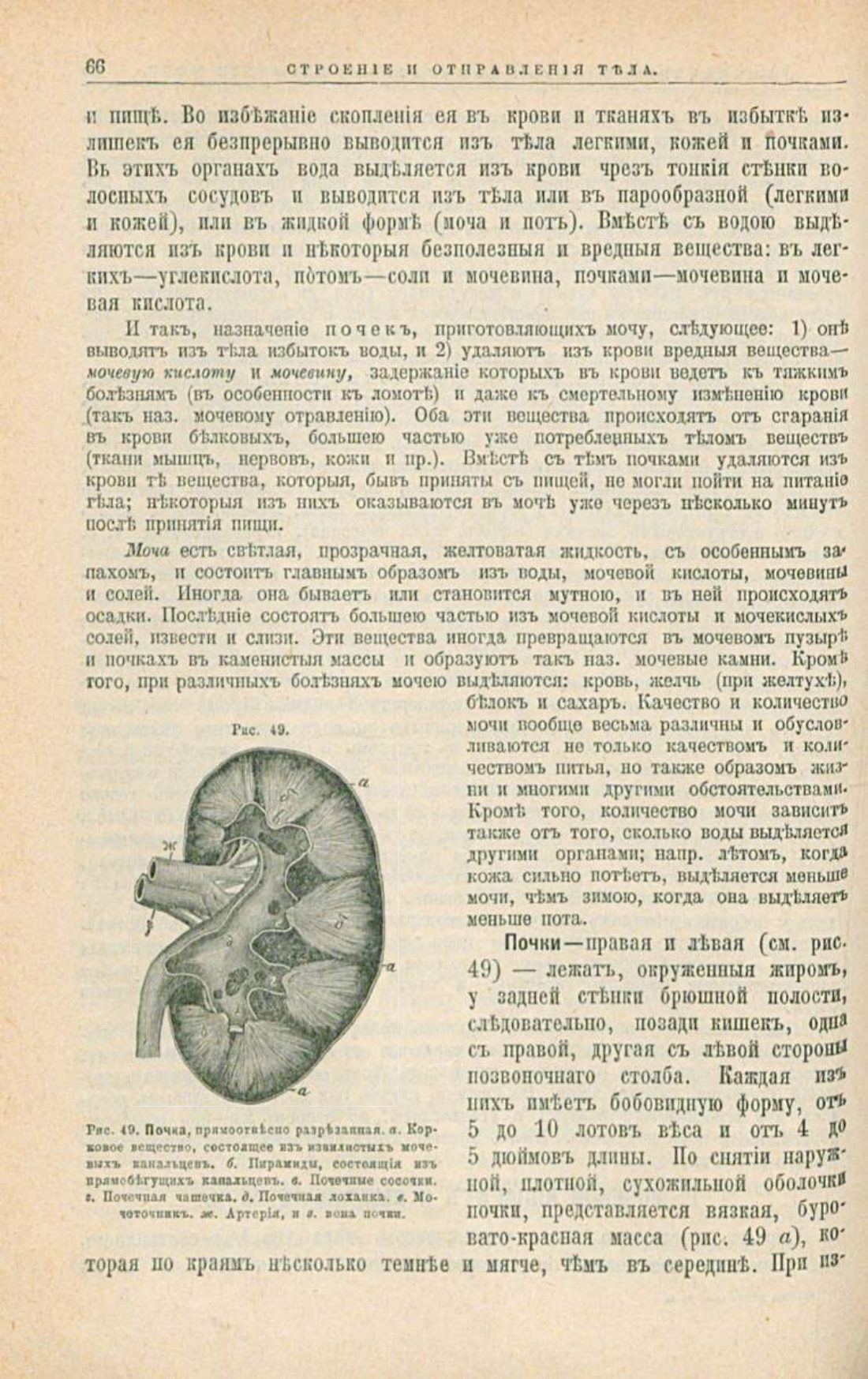 Скан страницы 100 книги «Школа здоровья (Домашний лечебник)»