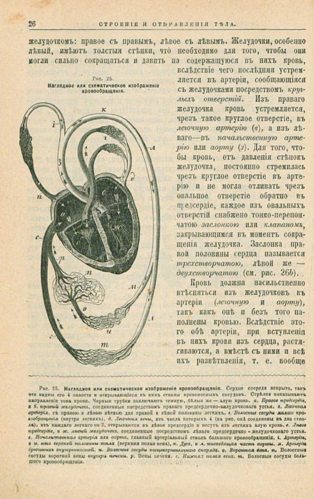 Скан страницы 60 книги «Школа здоровья (Домашний лечебник)»