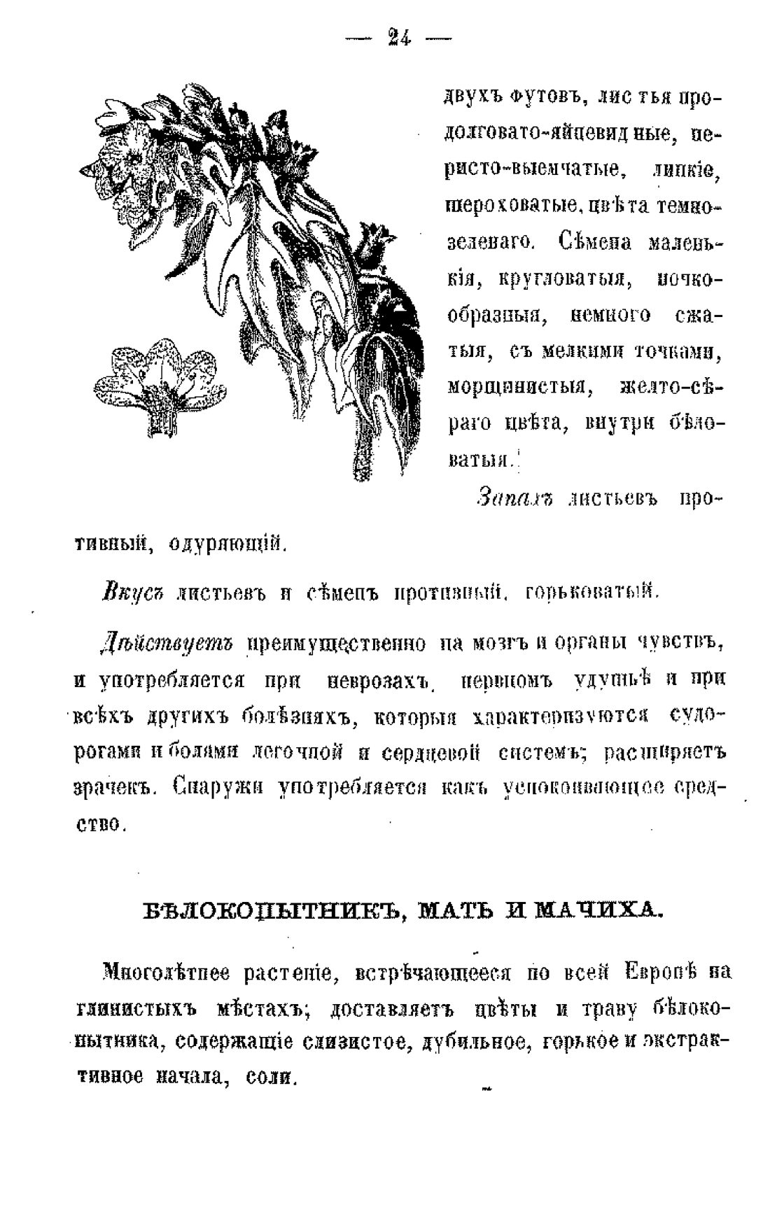 Скан страницы 26 книги «Царство лекарственных трав»