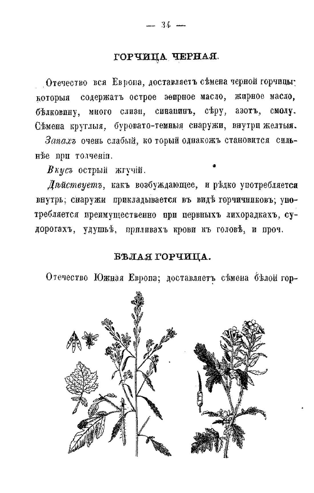 Скан страницы 36 книги «Царство лекарственных трав»
