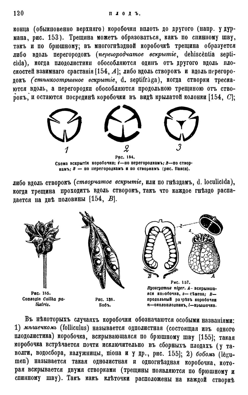 Скан страницы 123 книги «Систематика растений. Часть 1»