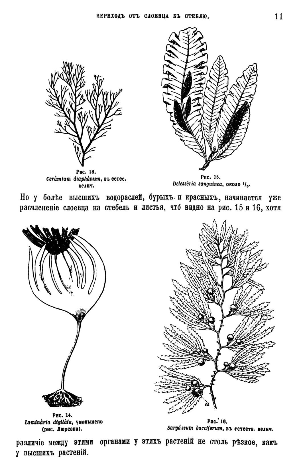 Скан страницы 14 книги «Систематика растений. Часть 1»