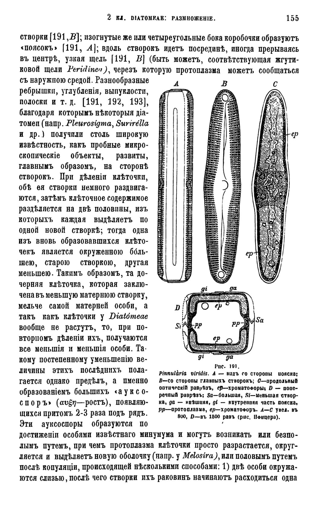 Скан страницы 158 книги «Систематика растений. Часть 1»