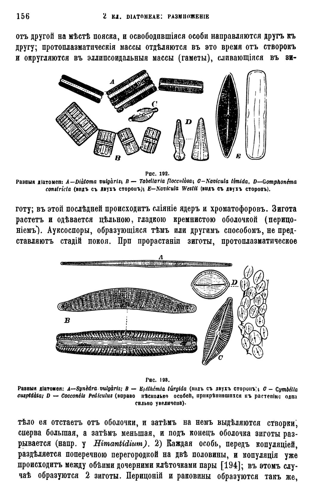 Скан страницы 159 книги «Систематика растений. Часть 1»