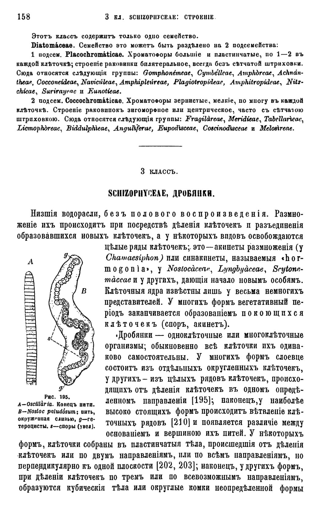 Скан страницы 161 книги «Систематика растений. Часть 1»