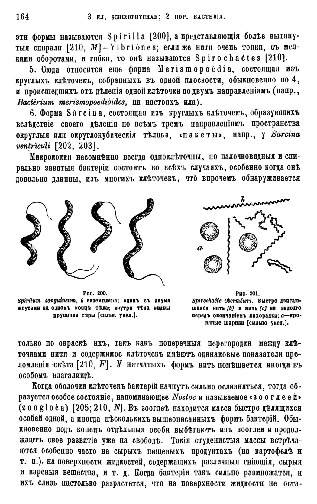 Скан страницы 167 книги «Систематика растений. Часть 1»