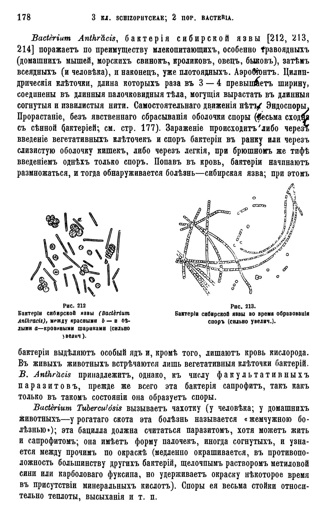 Скан страницы 181 книги «Систематика растений. Часть 1»