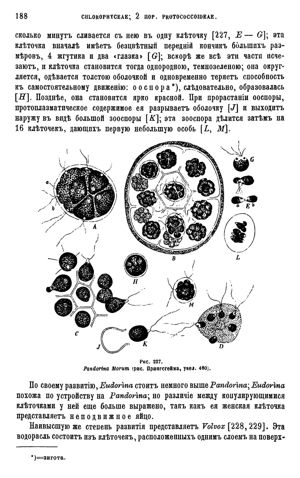 Скан страницы 191 книги «Систематика растений. Часть 1»