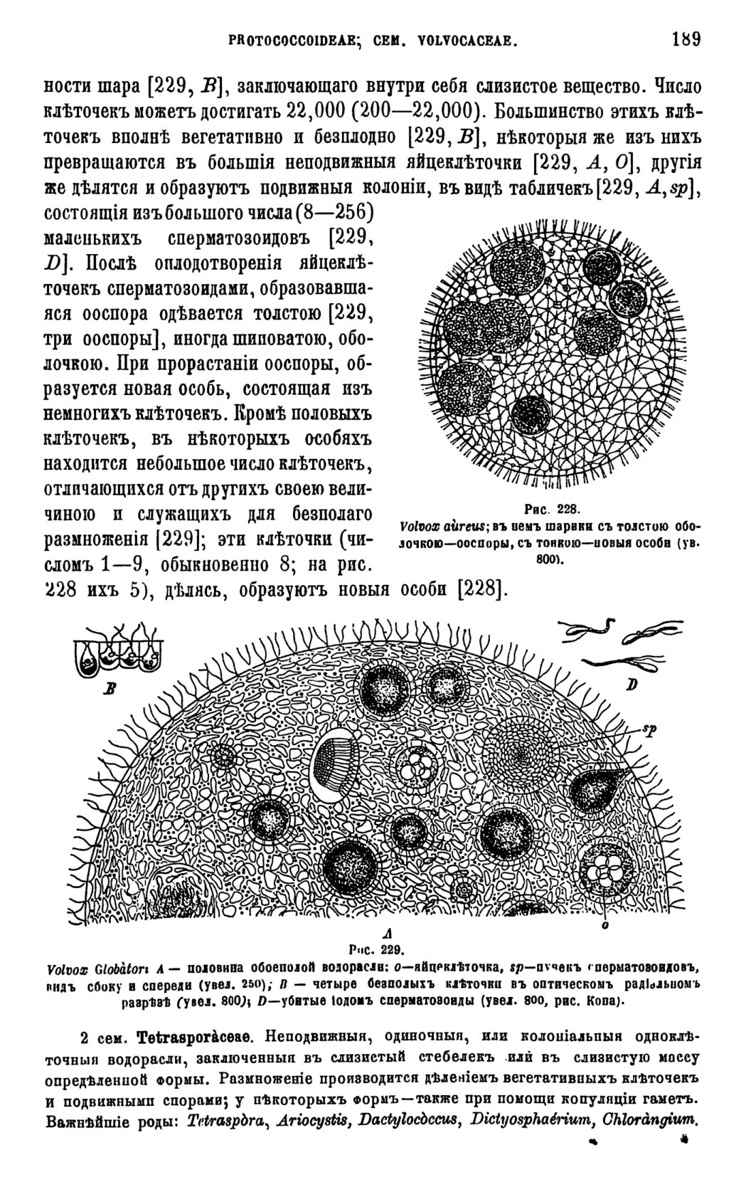 Скан страницы 192 книги «Систематика растений. Часть 1»