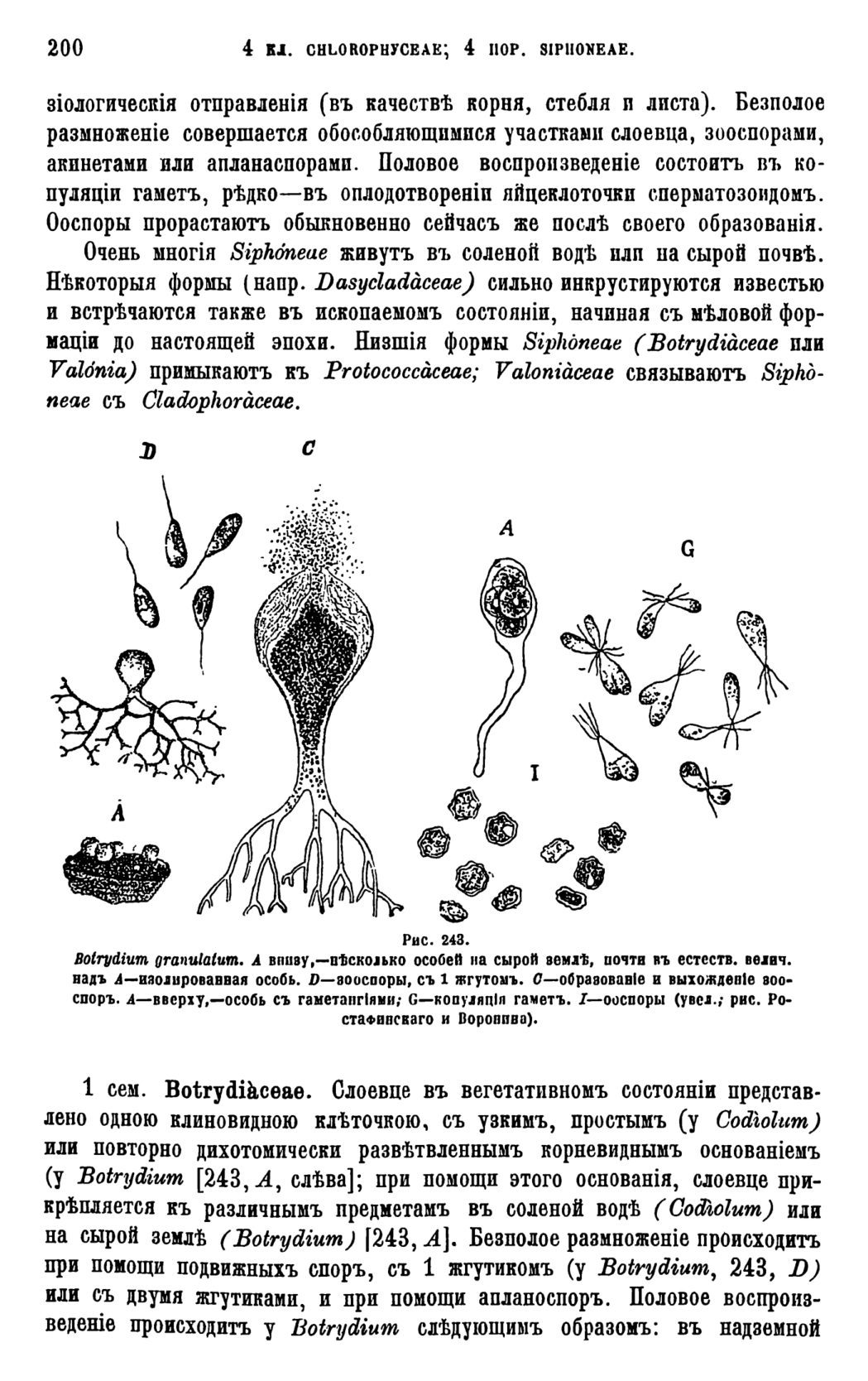 Скан страницы 203 книги «Систематика растений. Часть 1»