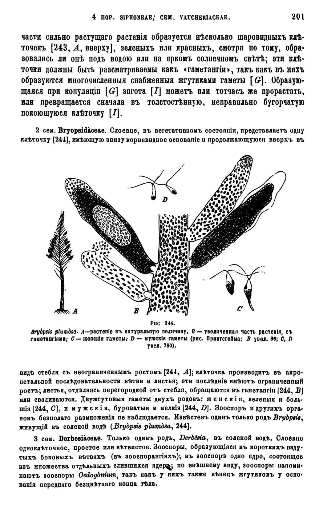 Скан страницы 204 книги «Систематика растений. Часть 1»