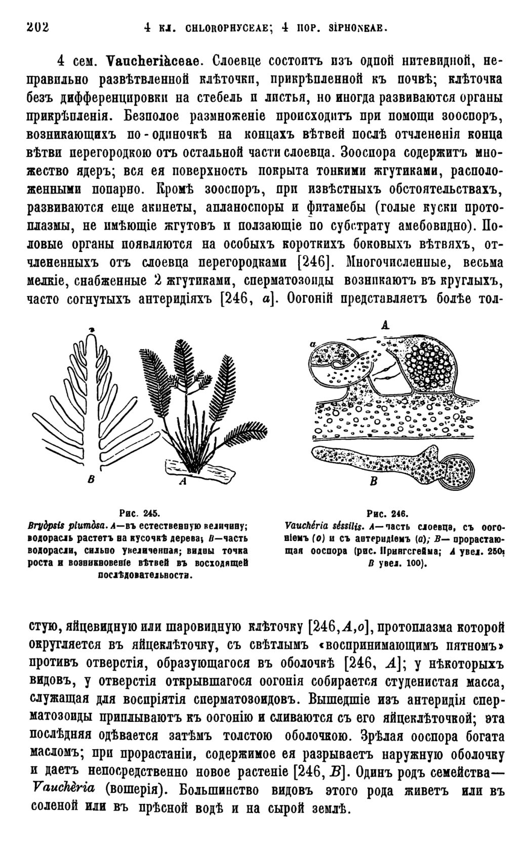 Скан страницы 205 книги «Систематика растений. Часть 1»