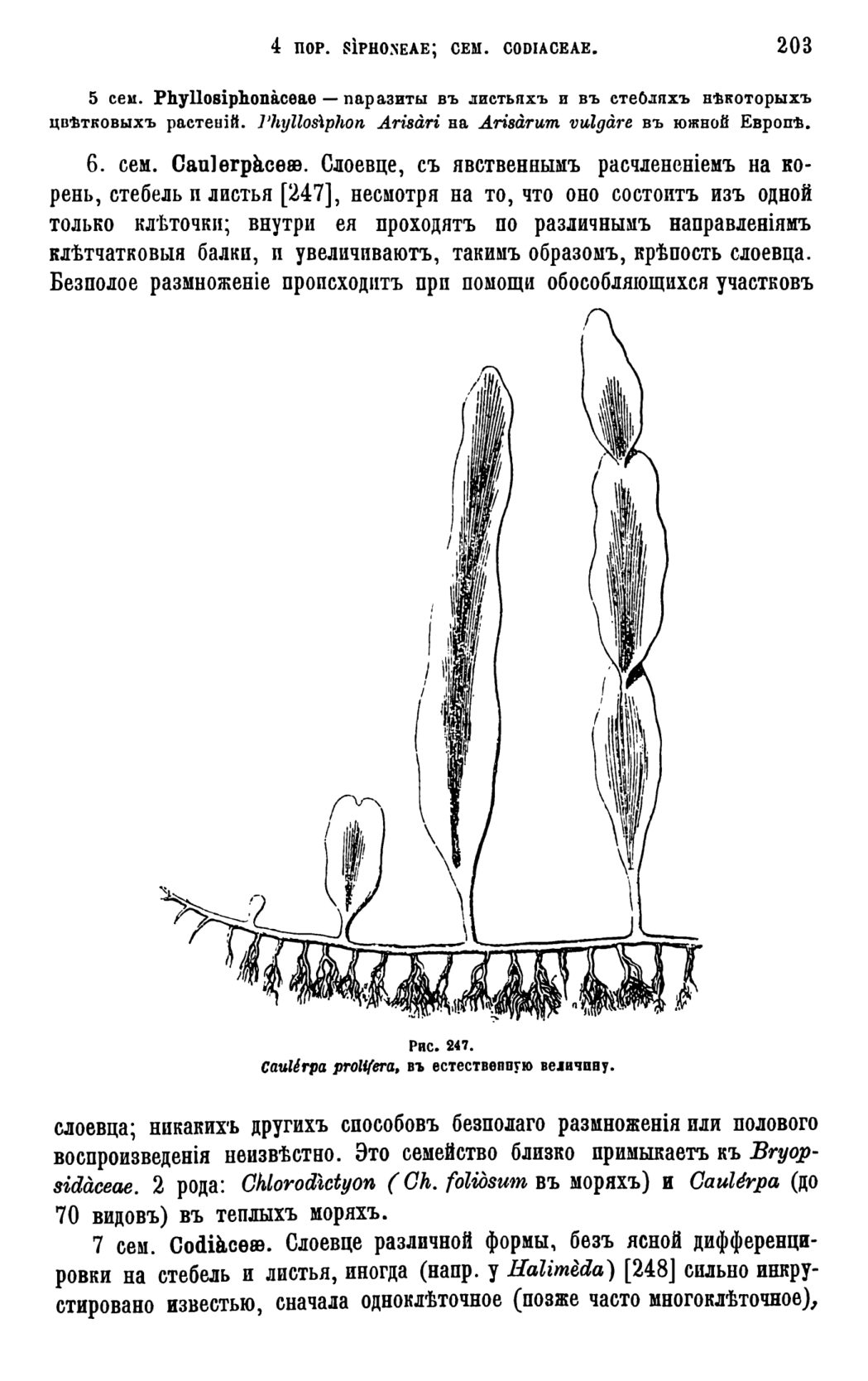 Скан страницы 206 книги «Систематика растений. Часть 1»