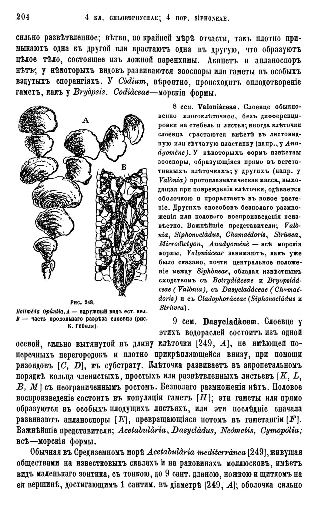 Скан страницы 207 книги «Систематика растений. Часть 1»