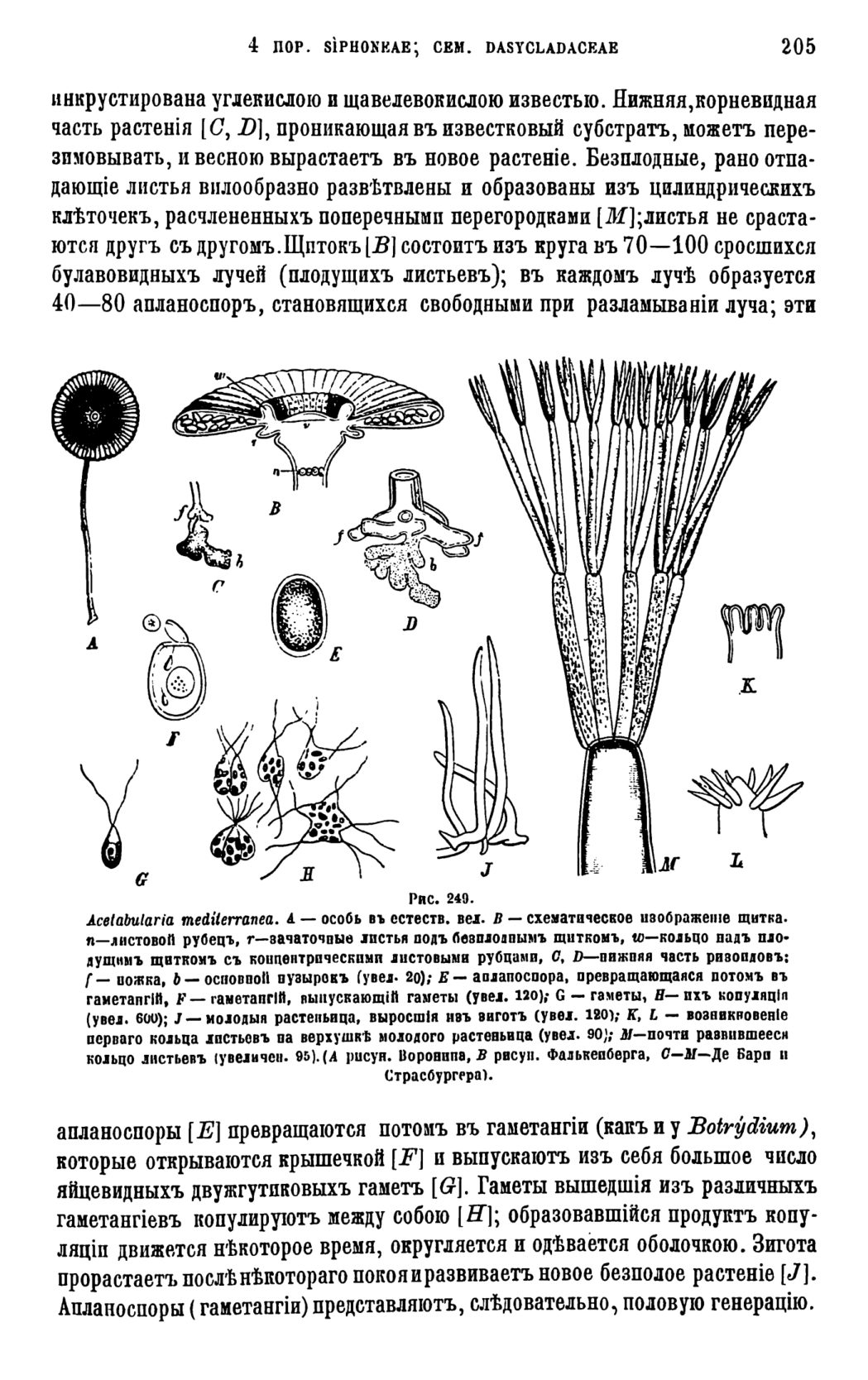 Скан страницы 208 книги «Систематика растений. Часть 1»