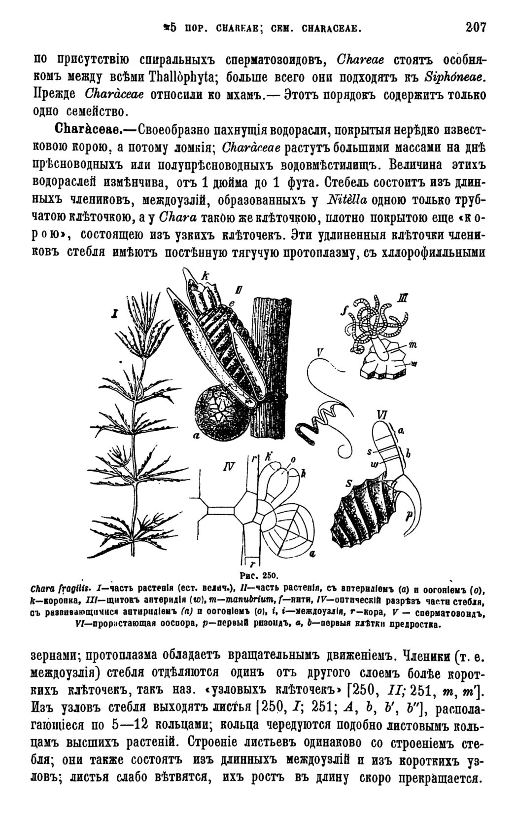 Скан страницы 210 книги «Систематика растений. Часть 1»