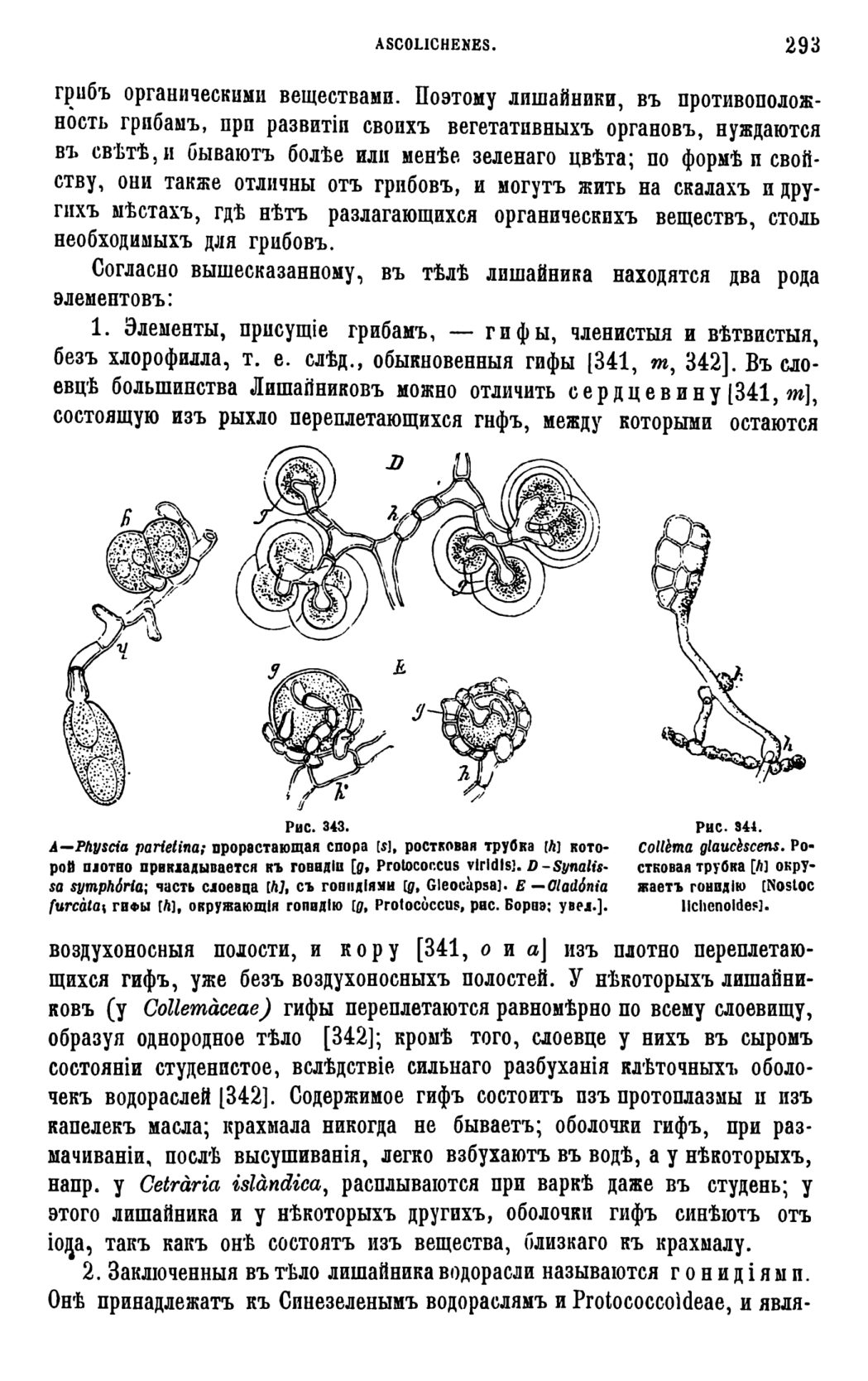 Скан страницы 296 книги «Систематика растений. Часть 1»