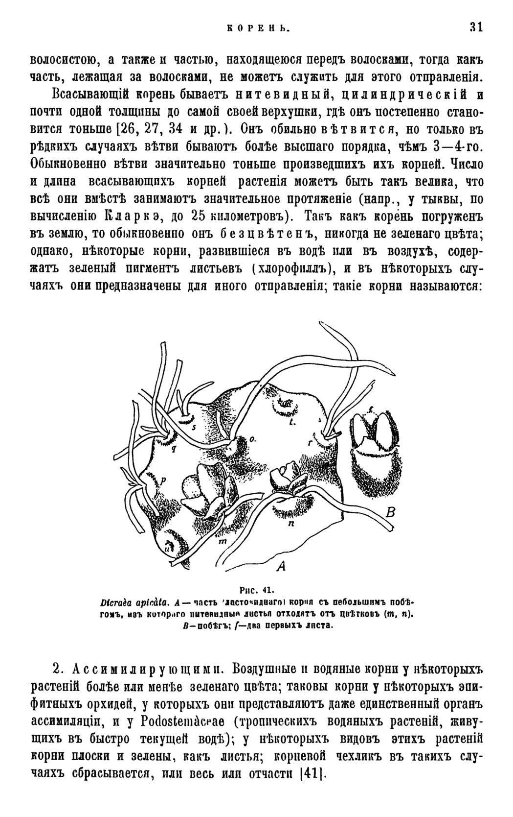 Скан страницы 34 книги «Систематика растений. Часть 1»