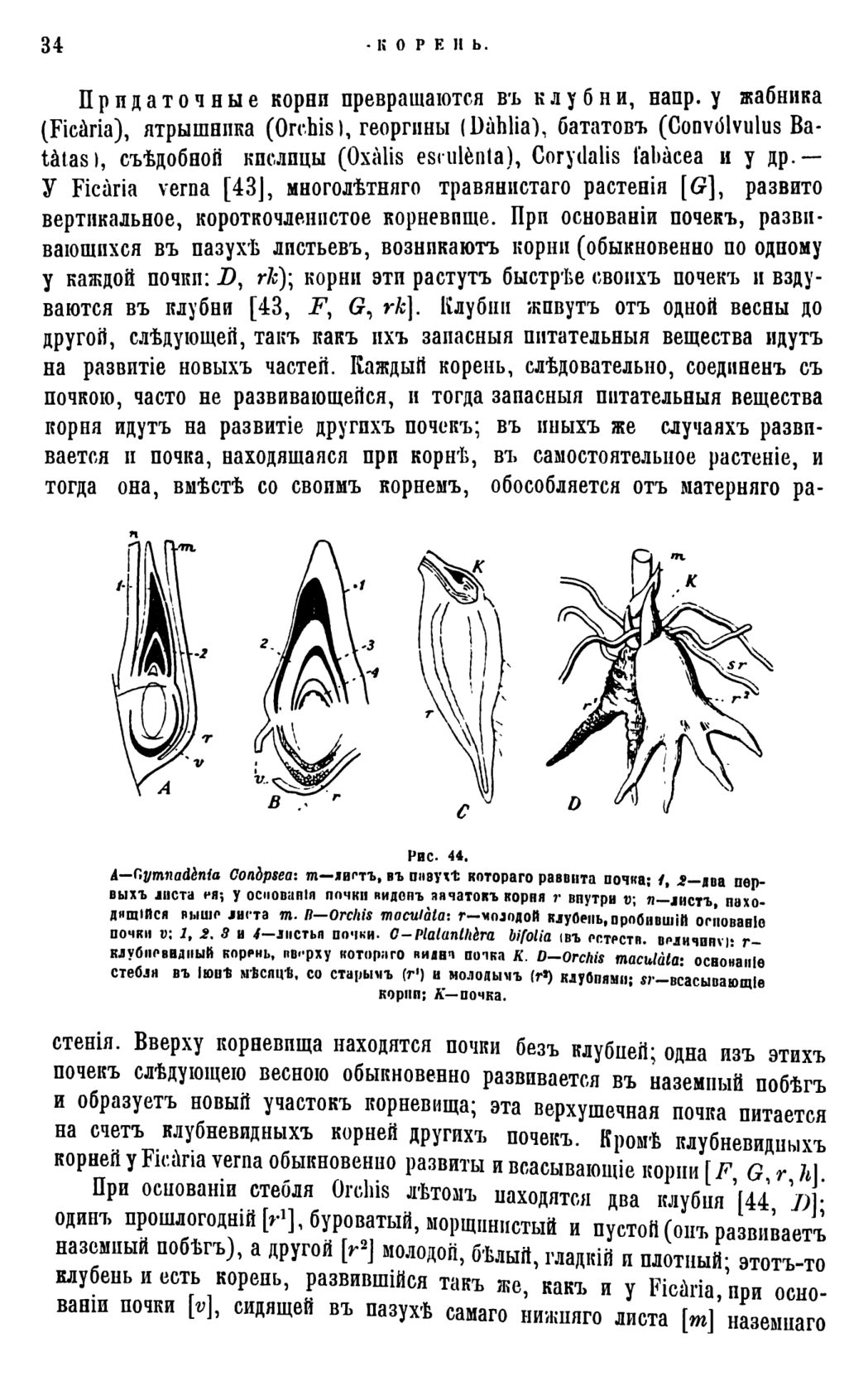 Скан страницы 37 книги «Систематика растений. Часть 1»
