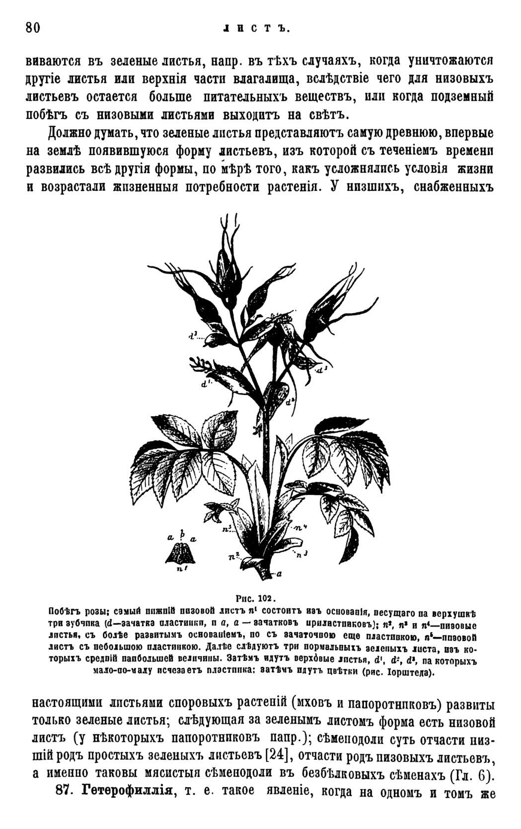 Скан страницы 83 книги «Систематика растений. Часть 1»