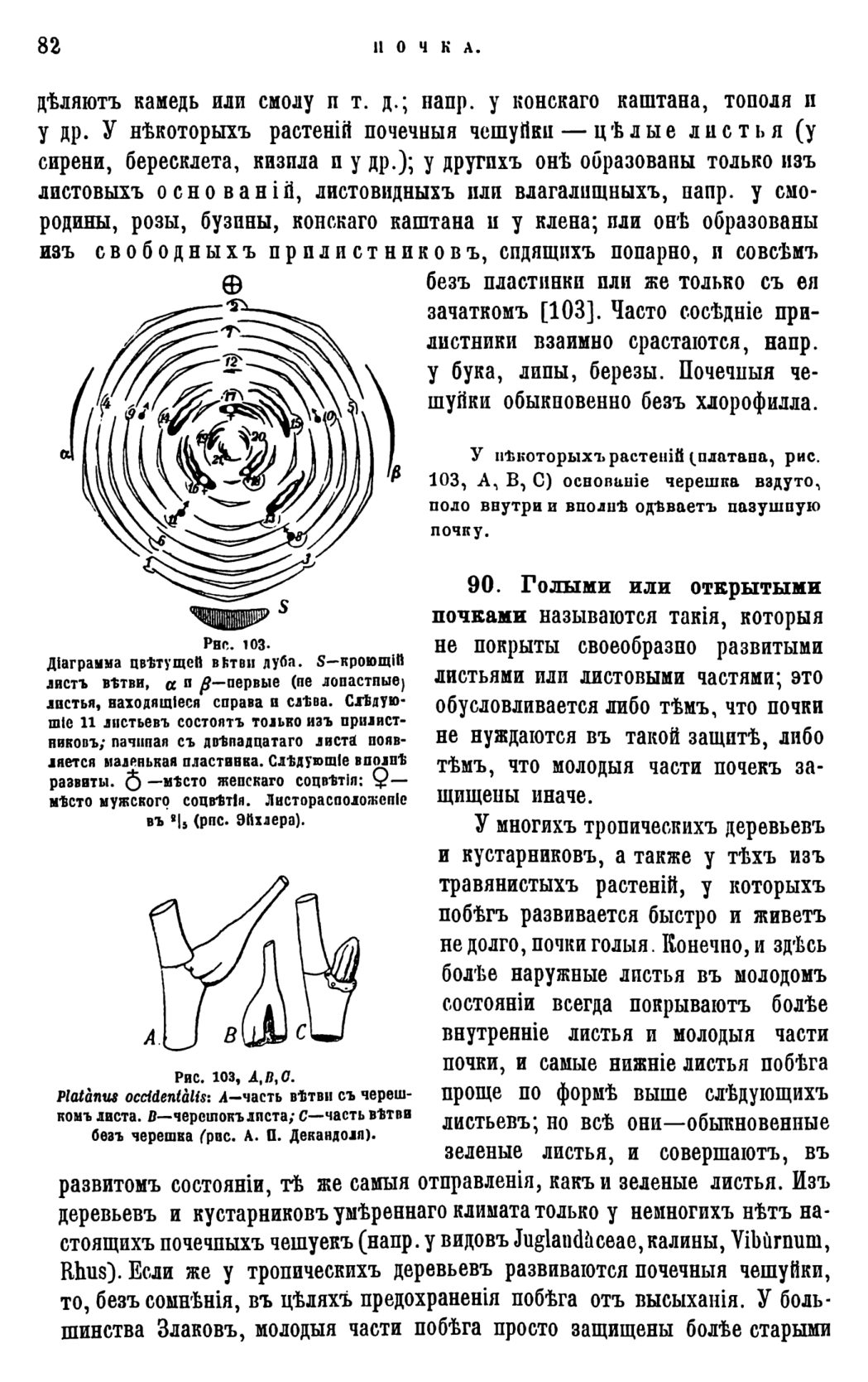 Скан страницы 85 книги «Систематика растений. Часть 1»