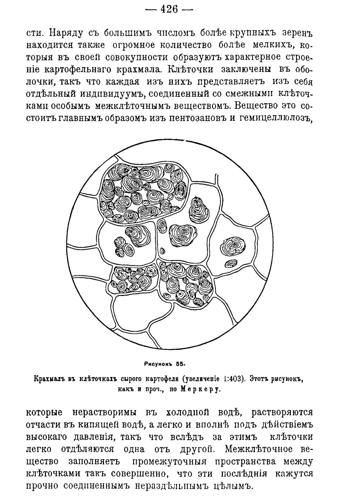 Скан страницы 436 книги «Руководство к винокуренному производству»