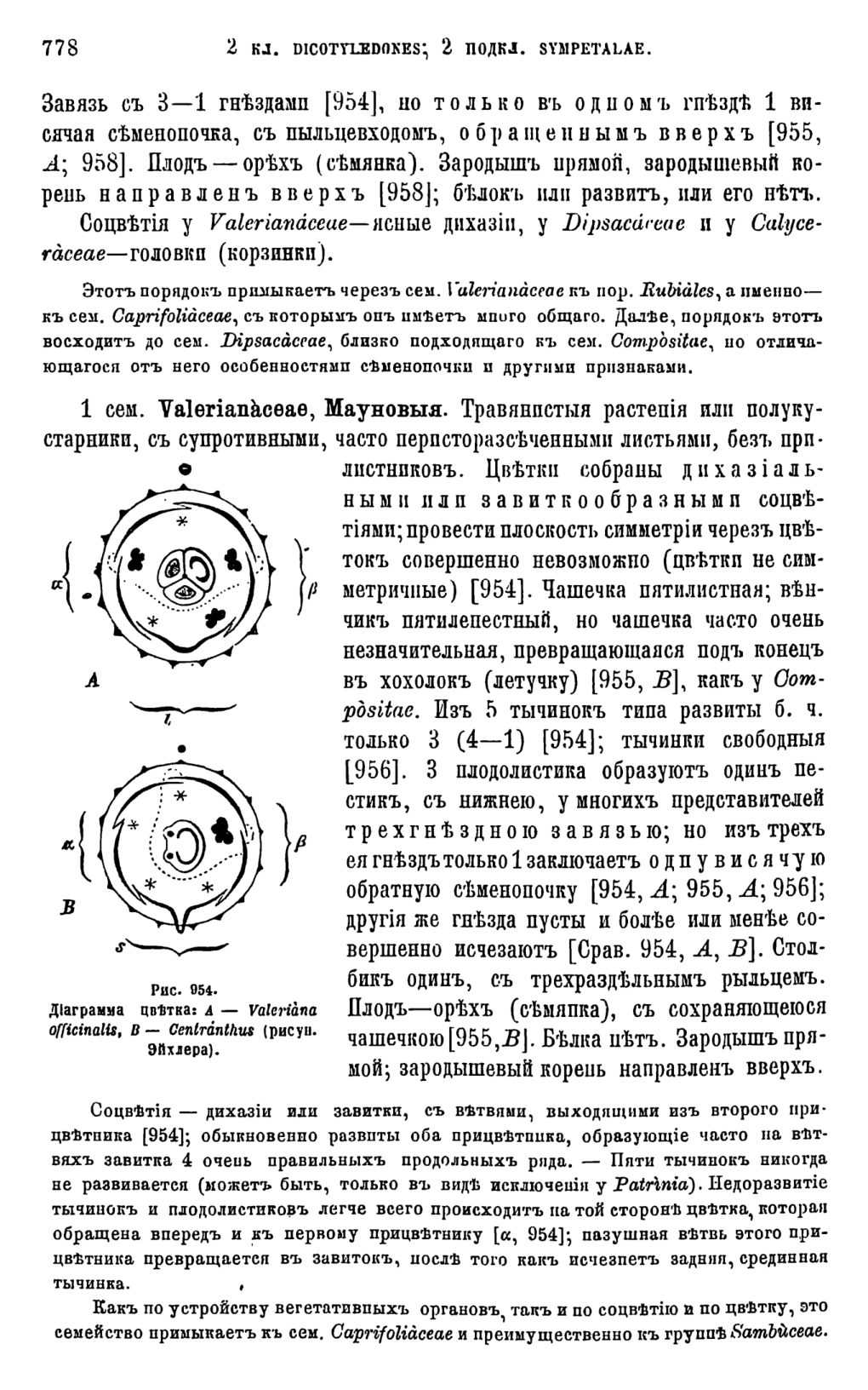 Скан страницы 396 книги «Систематика растений. Часть 2»