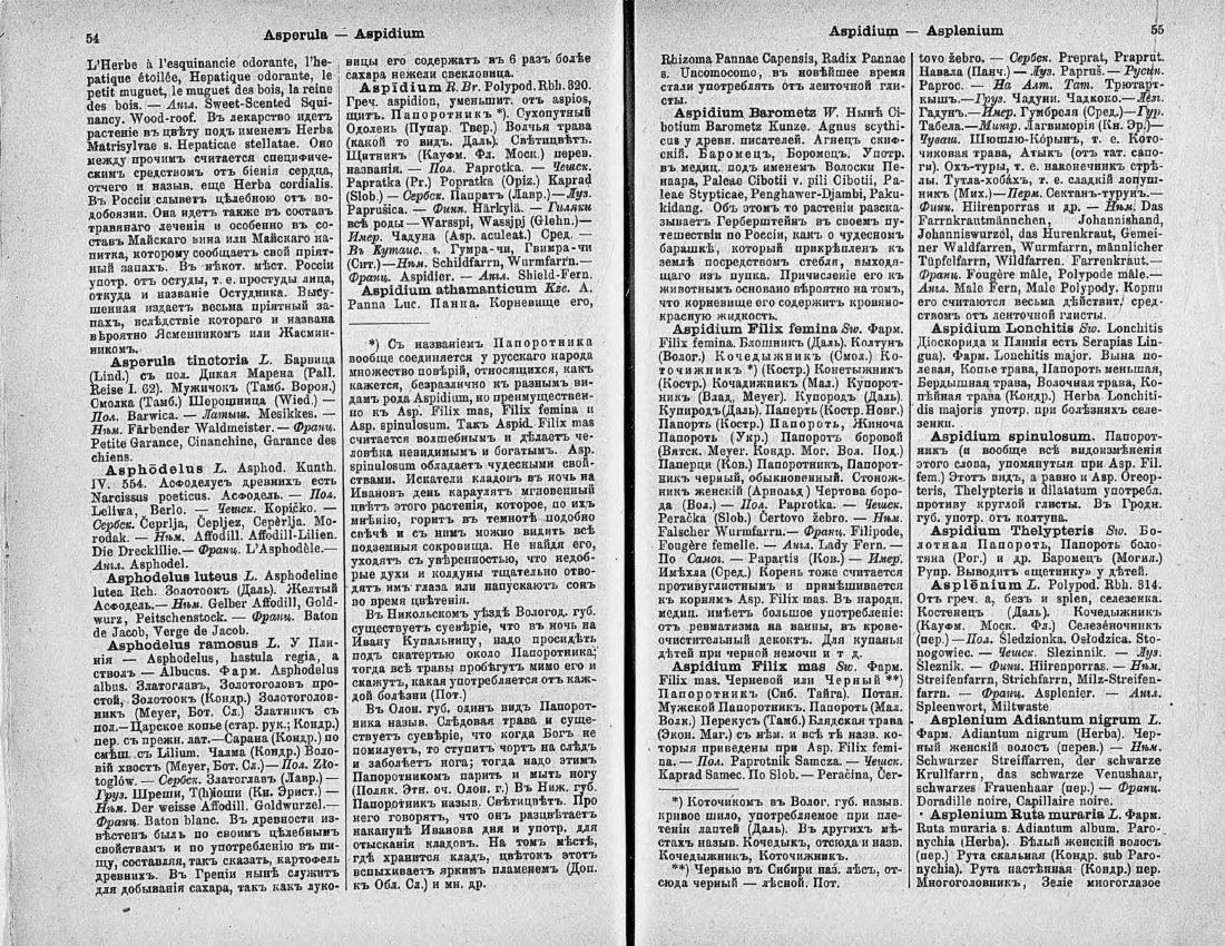 Скан страницы 42 книги «Ботанический Словарь»
